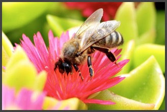 abeille (photo by Tomasz - rdvnature.com)