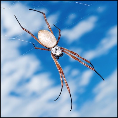 Araignee en Nouvelle Caledonie - photo Tomasz http://www.rdvnature.com