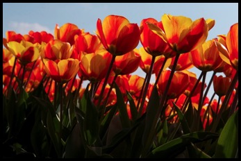 Bollenvelden in Lisse (photo by Tomasz <rdvnature.com>