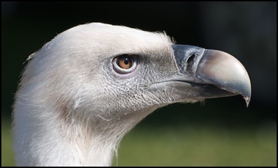 Col de Malval - Courzieu - le Vautour (photo by Tomasz http://rdvnatue.com)