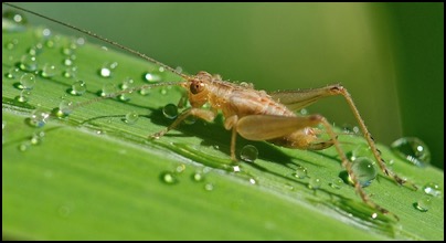 Sauterelle - Nouvelle Caledonie - photo by Tomasz http://rdvnature.com
