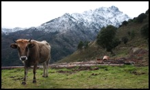 Vers la forêt de Melaghja