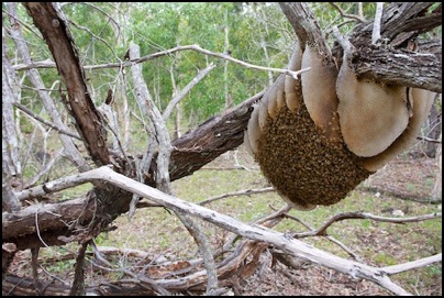 Abeilles en Nouvelle Caledonie - essaim sauvage - photo Tomasz http://rdvnature.com