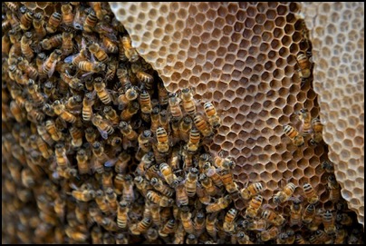 Abeilles en Nouvelle Caledonie - essaim sauvage - photo Tomasz http://rdvnature.com