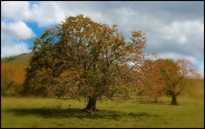 Arbres a Bourail - Nouvelle Caledonie - photo Tomasz http://rdvnature.com