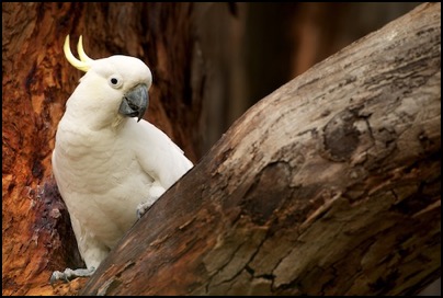 Cockatoo - Tasmania - photo Tomasz http://rdvnature.com