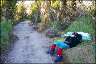 sur les pentes du Kilimanjaro - photo Tomasz http://rdvnature.com