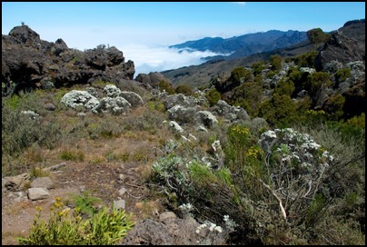 sur les pentes du Kilimanjaro - photo Tomasz http://rdvnature.com