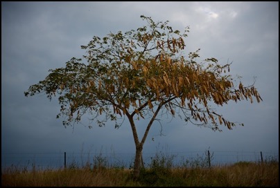 arbre - tribu de Gatope en Nouvelle Caledonie - photo Tomasz http://rdvnature.com
