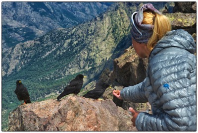 Corsica, Monte Cinto summit, Aga feeding 