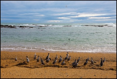 Waipapa Point, The Catlins, New Zealand - photo Tomasz http://rdvnature.com