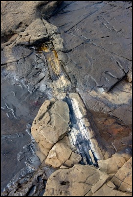 Petrified Log, Curio Bay, The Catlins, New Zealand - photo Tomasz http://rdvnature.com