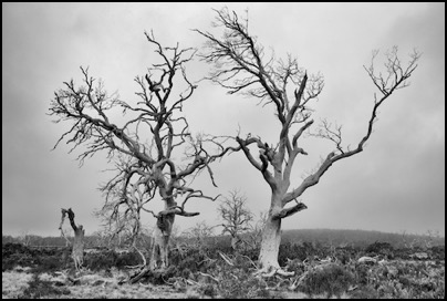 Trees tortured by elements in Tasmania - photo Tomasz http://rdvnature.com