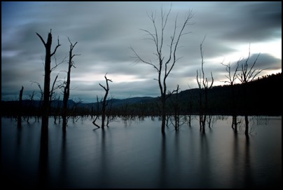 Ghosts of trees standing upright in lake Rowallan, Tasmania - photo Tomasz http://rdvnature.com