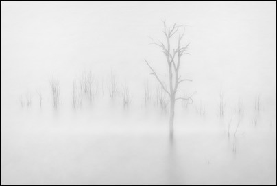 Ghosts of trees at lake Rowallan, Tasmania - photo Tomasz http://rdvnature.com