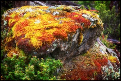 Moss covered rock in a rainforest, Tasmania - photo Tomasz http://rdvnature.com
