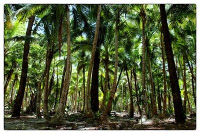 Cocoteraie - Ile de Pins - Nouvelle Caledonie - photo Tomasz rendez vous nature http://rdvnature.com