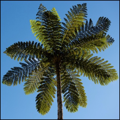 Fougere Arobrescente - Parc de Grands Fougeres - Nouvelle Caledonie (photo Tomasz http://rdvnature.com)