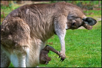 Kangaroo mother - Tasmania - photo Tomasz http://rdvnature.com