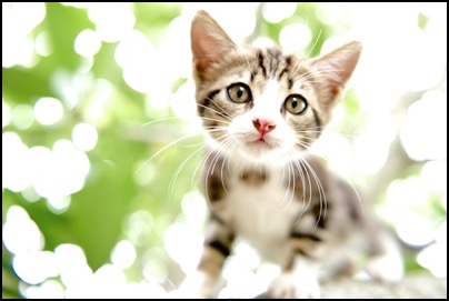 chat - photo Tomasz http://rdvnature.com