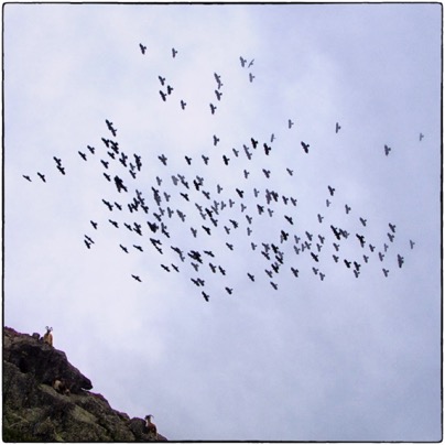 Corsica. Monte Corona - flock of birds. Photo Tomasz http://rdvnature.com
