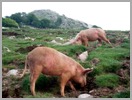 Cochons au-dessus du col SAN PETRU