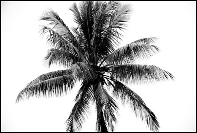 Palmier - Nouvelle Caledonie - photo Tomasz http://rdvnature.com