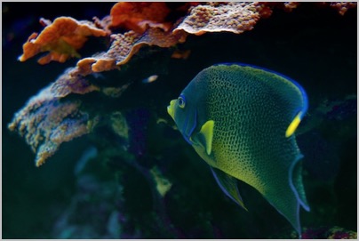 Poisson Ange (photo Tomasz http://rdvnature.com)