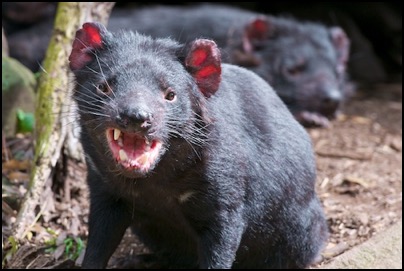 Tasmanian Devil - photo Tomasz http://rdvnature.com